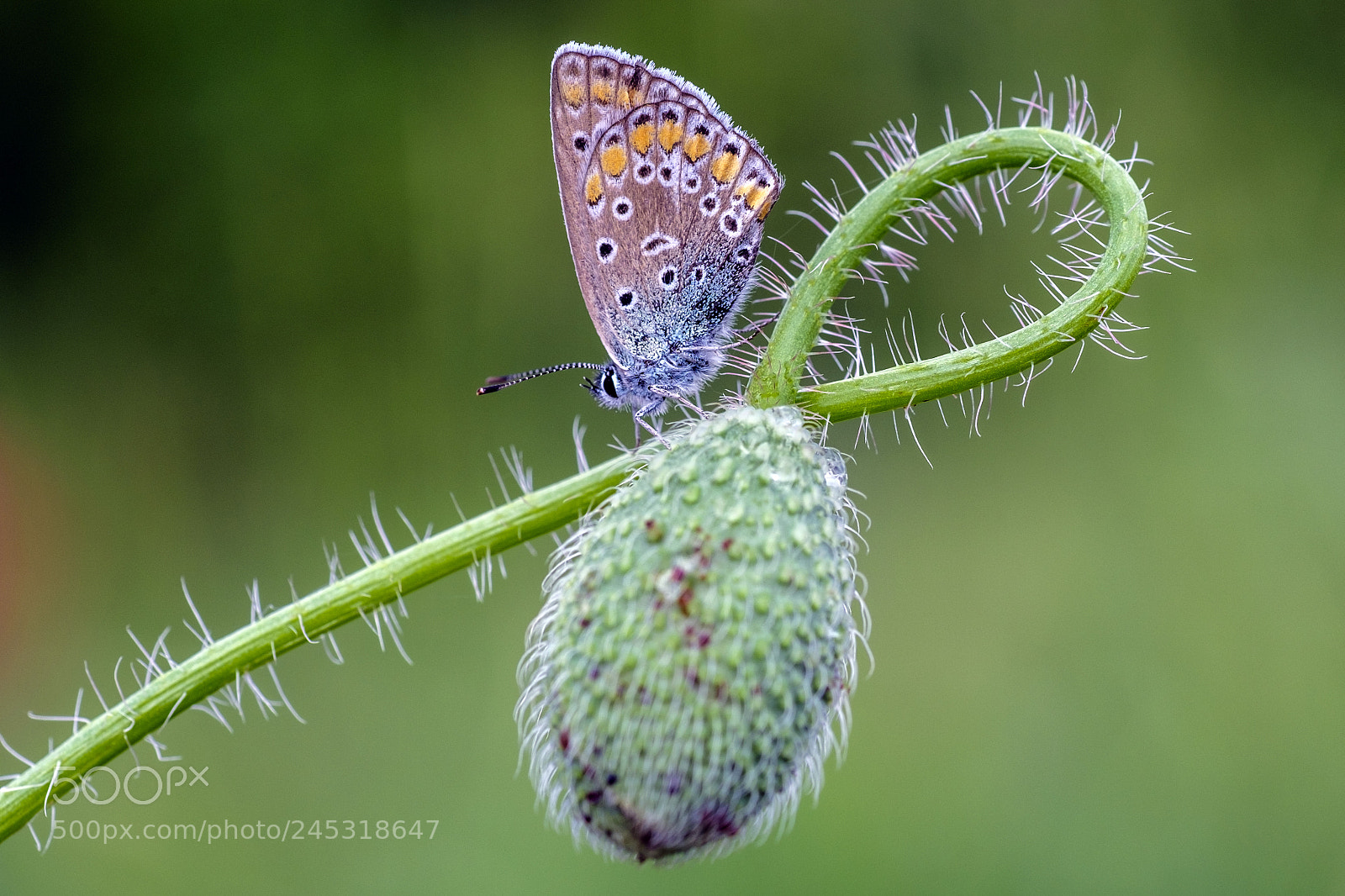 Fujifilm X-T10 sample photo. Butterfly photography