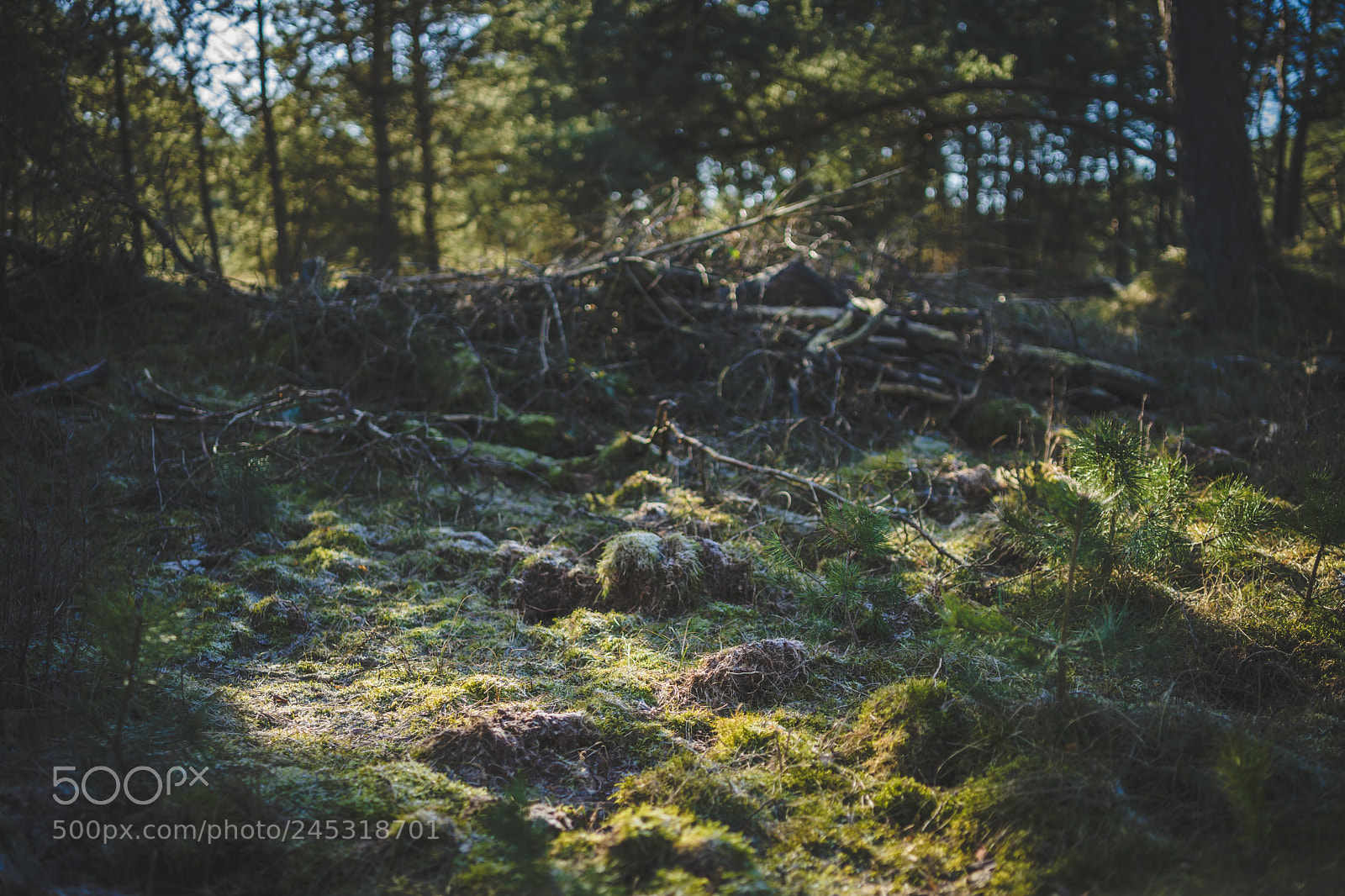 Sony a7 II sample photo. De hoge veluwe photography