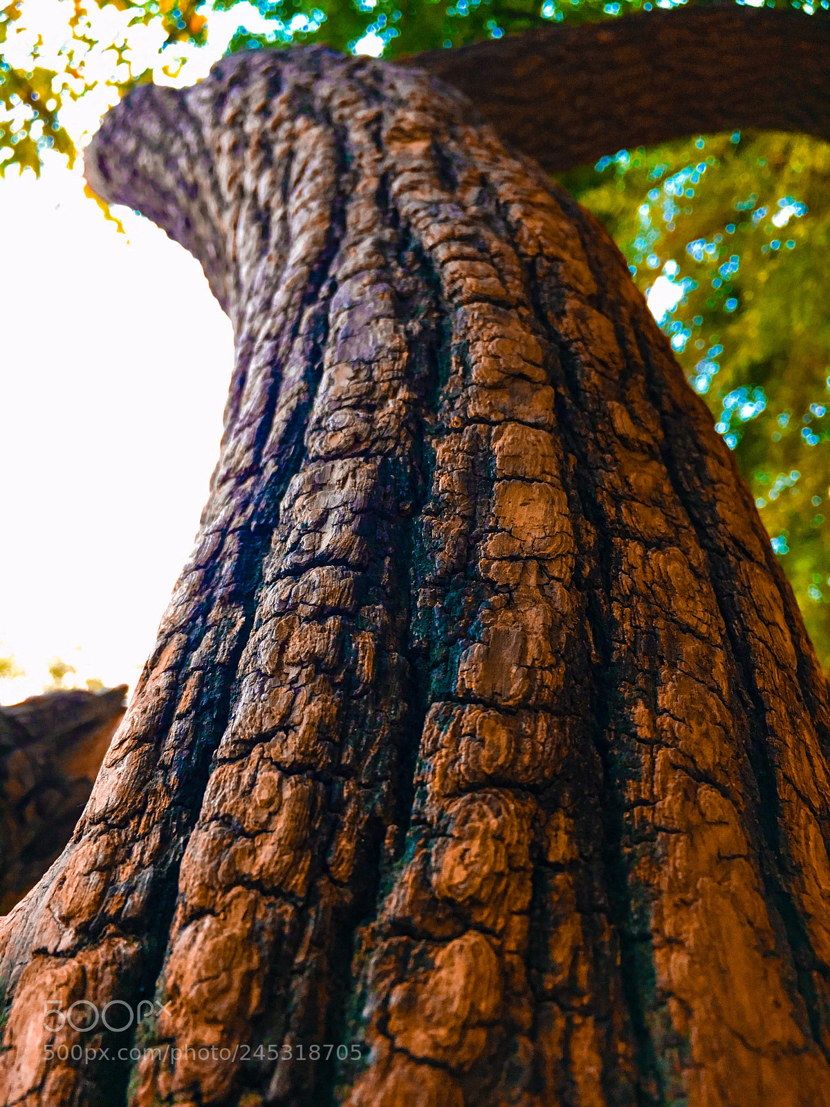 Apple iPhone 6s sample photo. Tree motivation iphone 6s photography