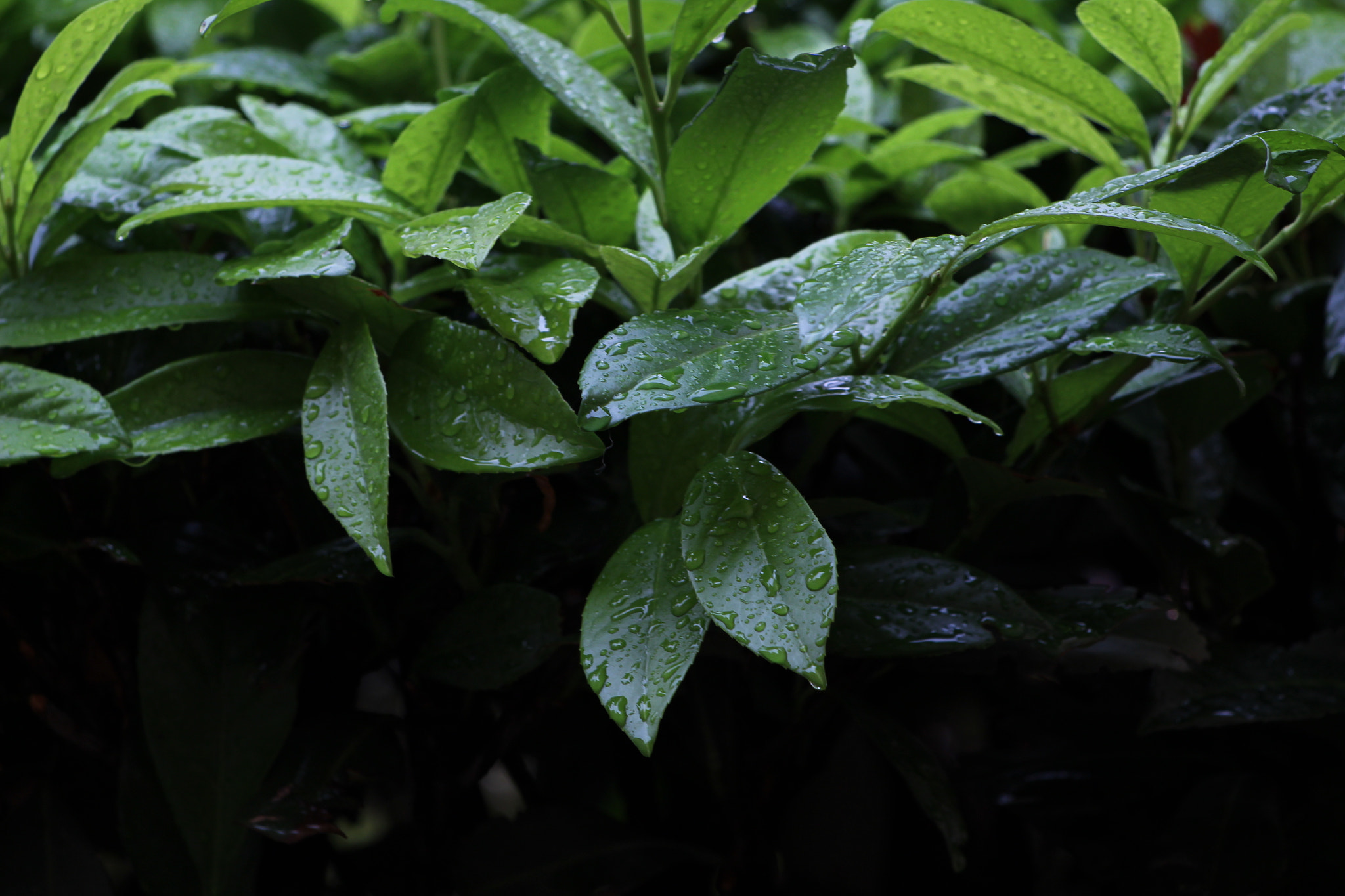 Canon EF 70-300 F4-5.6 IS II USM sample photo. Img photography