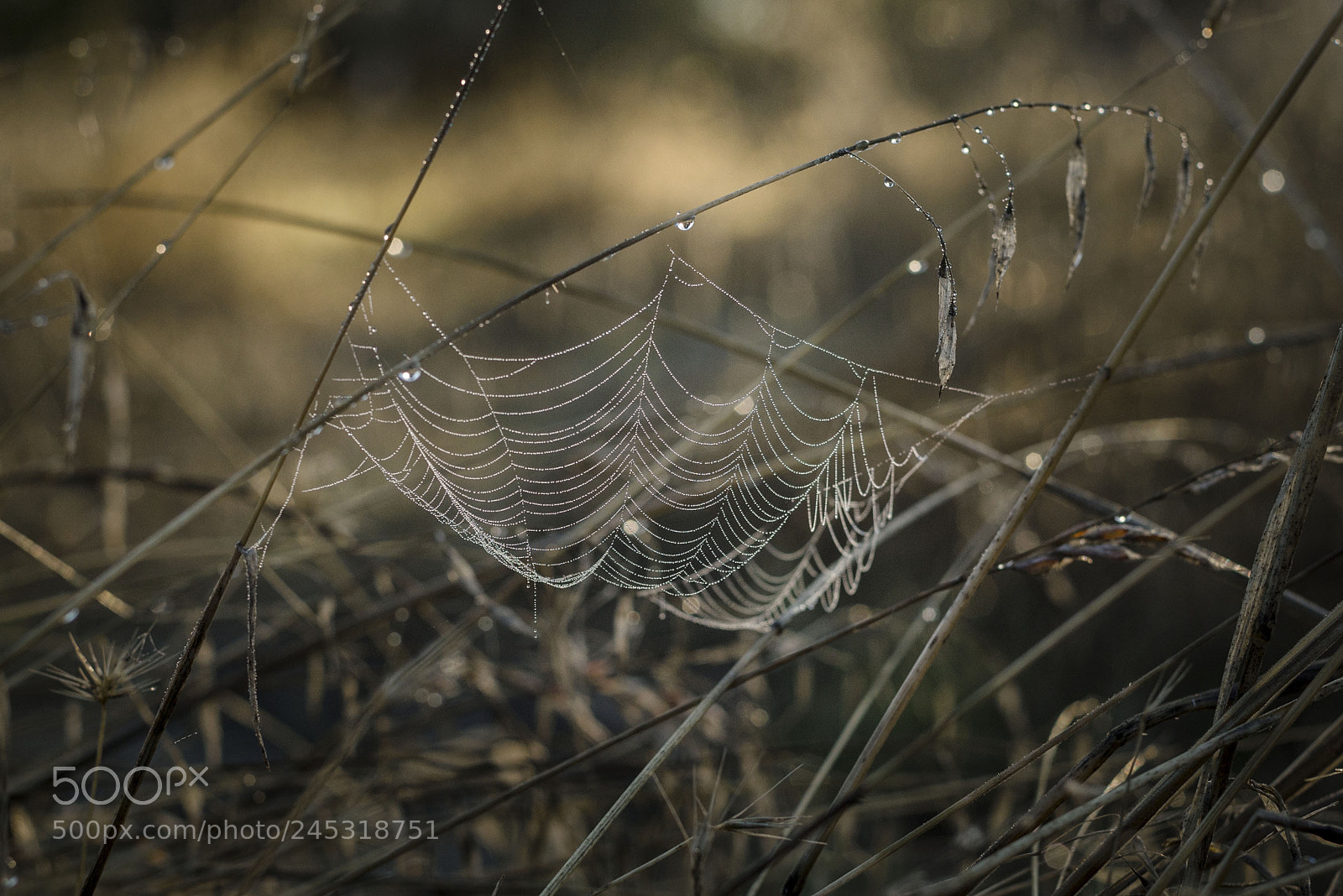 Nikon D7000 sample photo. Spider web in morning photography