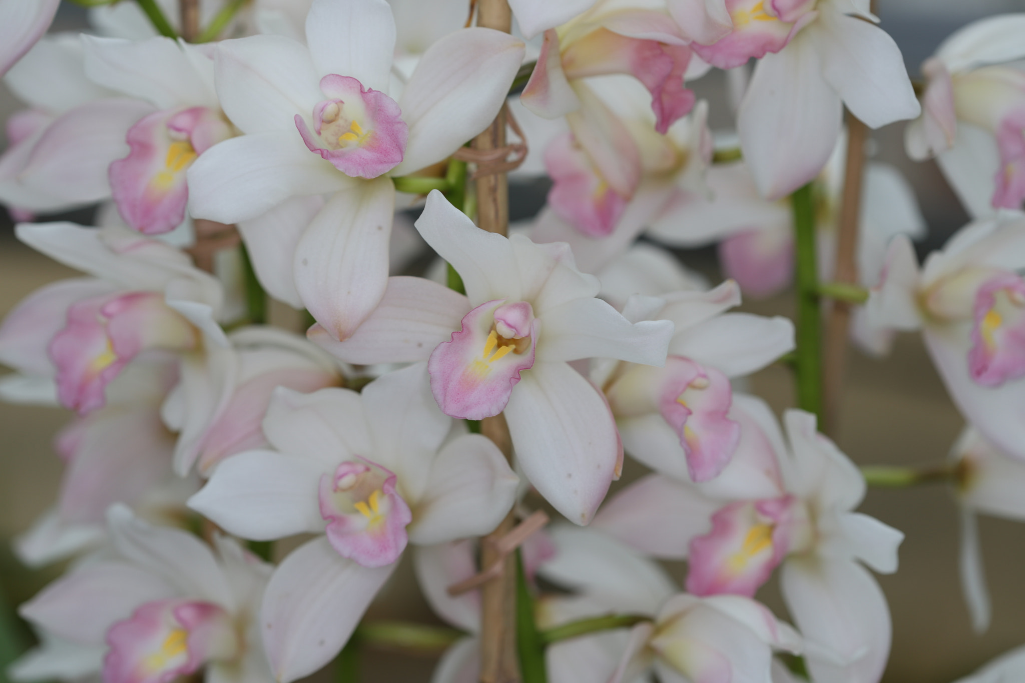 Canon EF 100mm F2.8 Macro USM sample photo. Orchidea photography