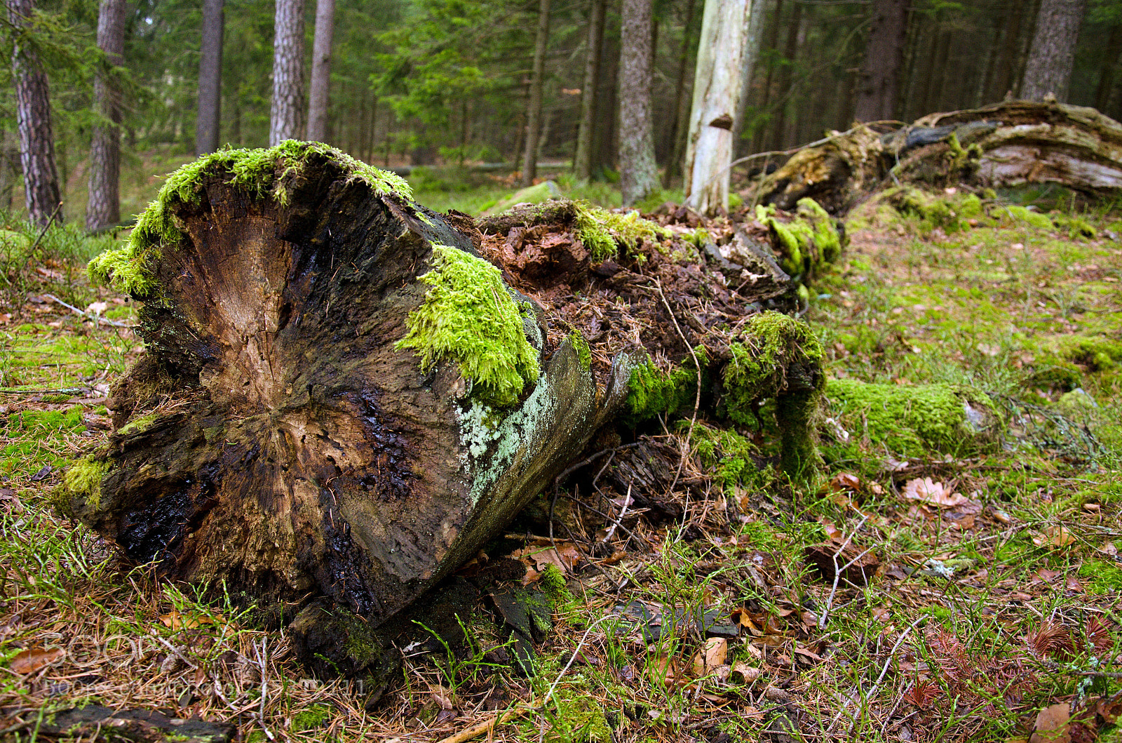 Nikon D5100 sample photo. In the forest photography
