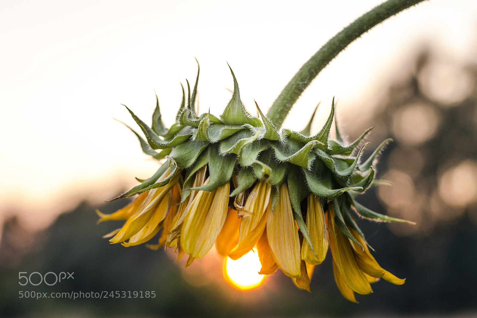 Nikon D7000 sample photo. Sunflower at sunset photography