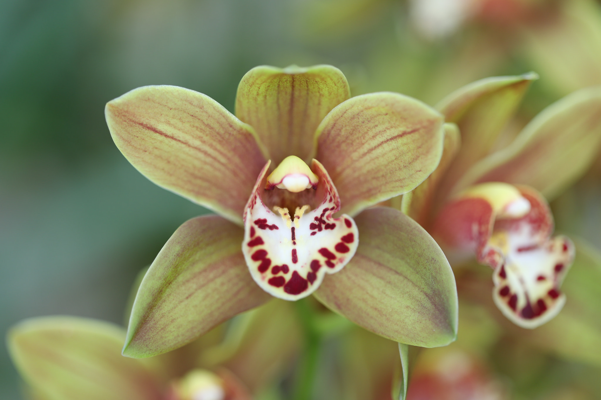 Canon EF 100mm F2.8 Macro USM sample photo. Orchidea photography