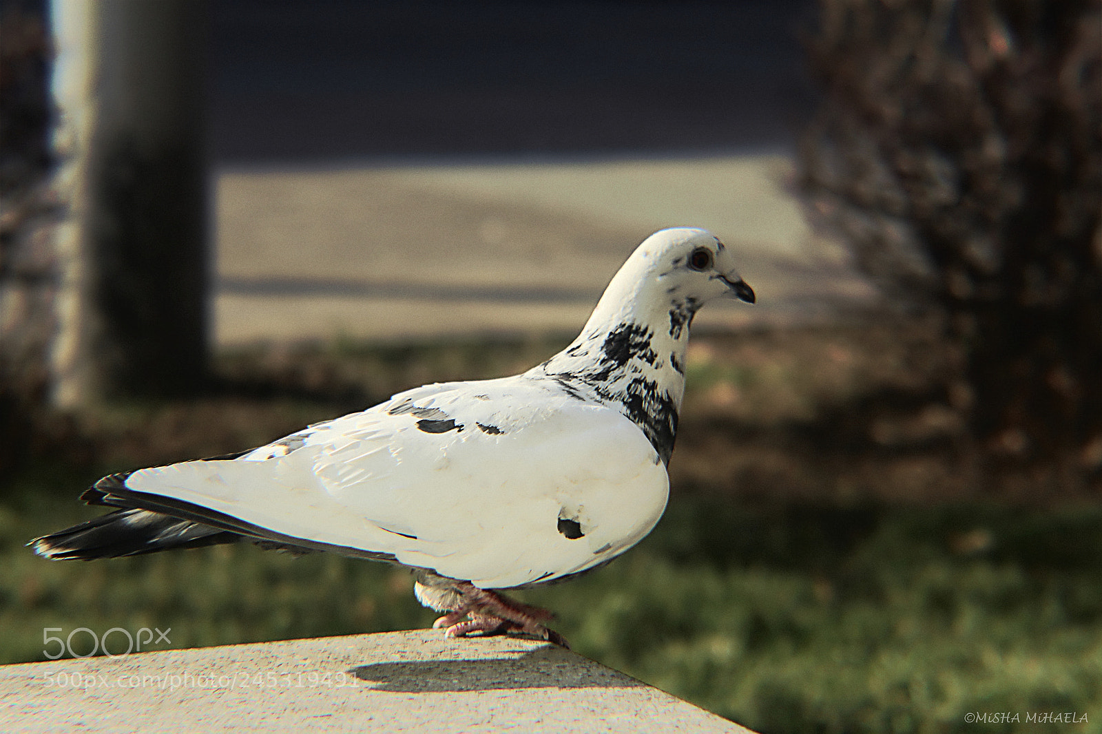 Canon EOS 1200D (EOS Rebel T5 / EOS Kiss X70 / EOS Hi) sample photo. Img photography