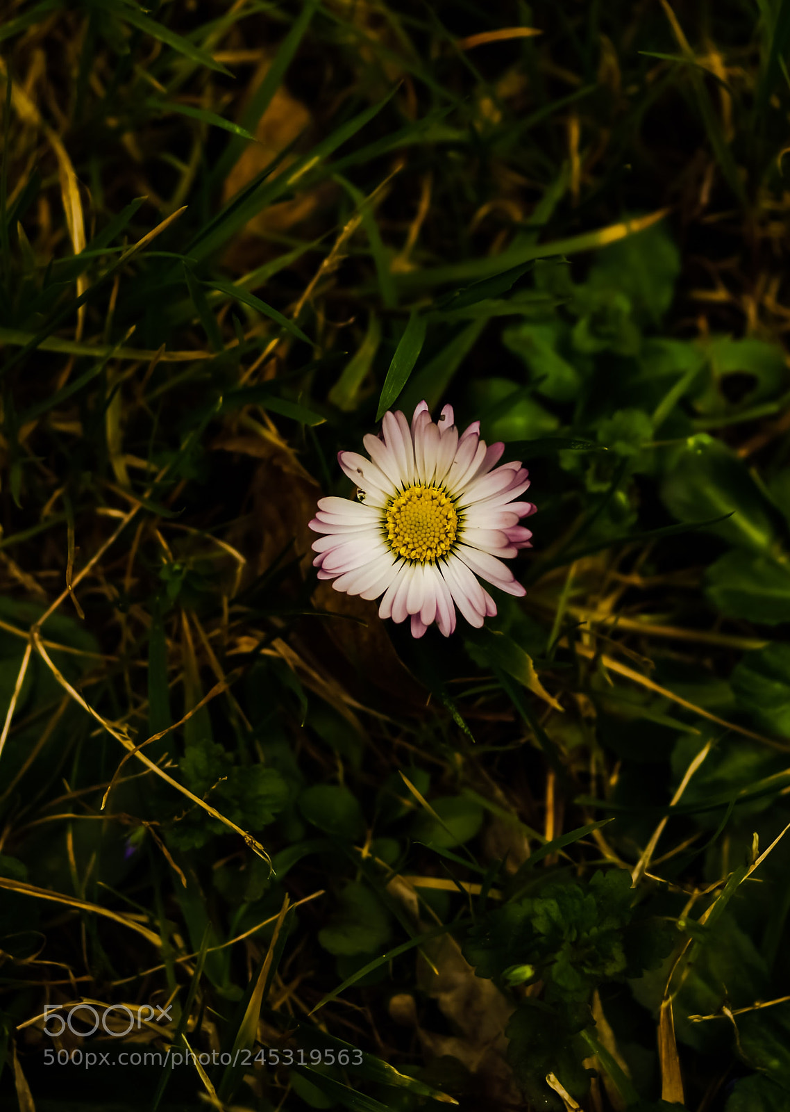 Sony SLT-A77 sample photo. Tek... photography