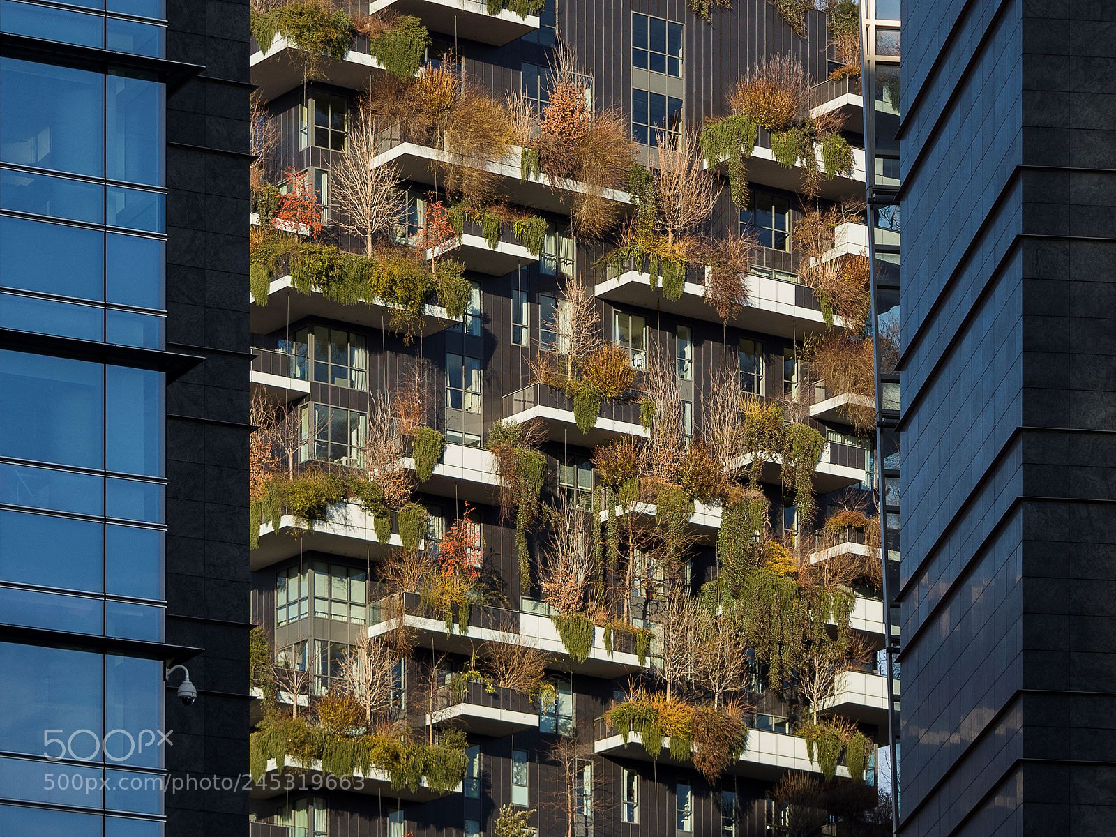 Olympus OM-D E-M10 II sample photo. Bosco verticale photography