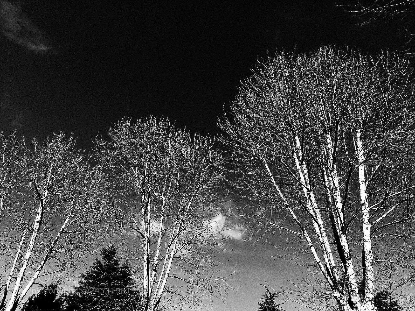 Apple iPhone 5s sample photo. Trees photography