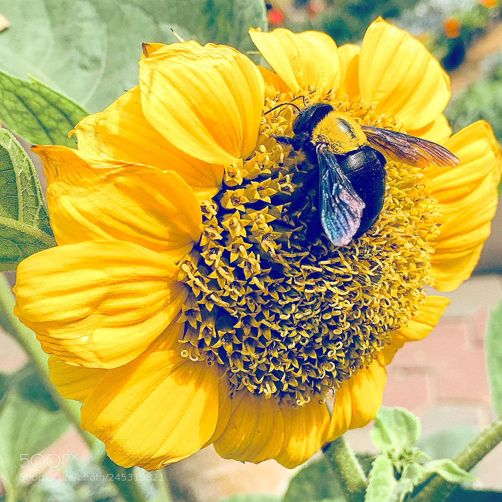 Apple iPhone 6s Plus sample photo. Untitled photography