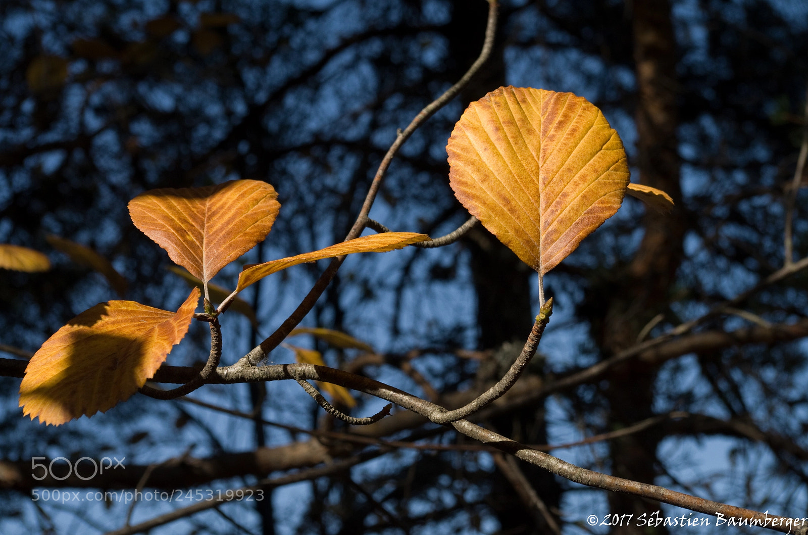 Pentax K-30 sample photo. Feuilles photography