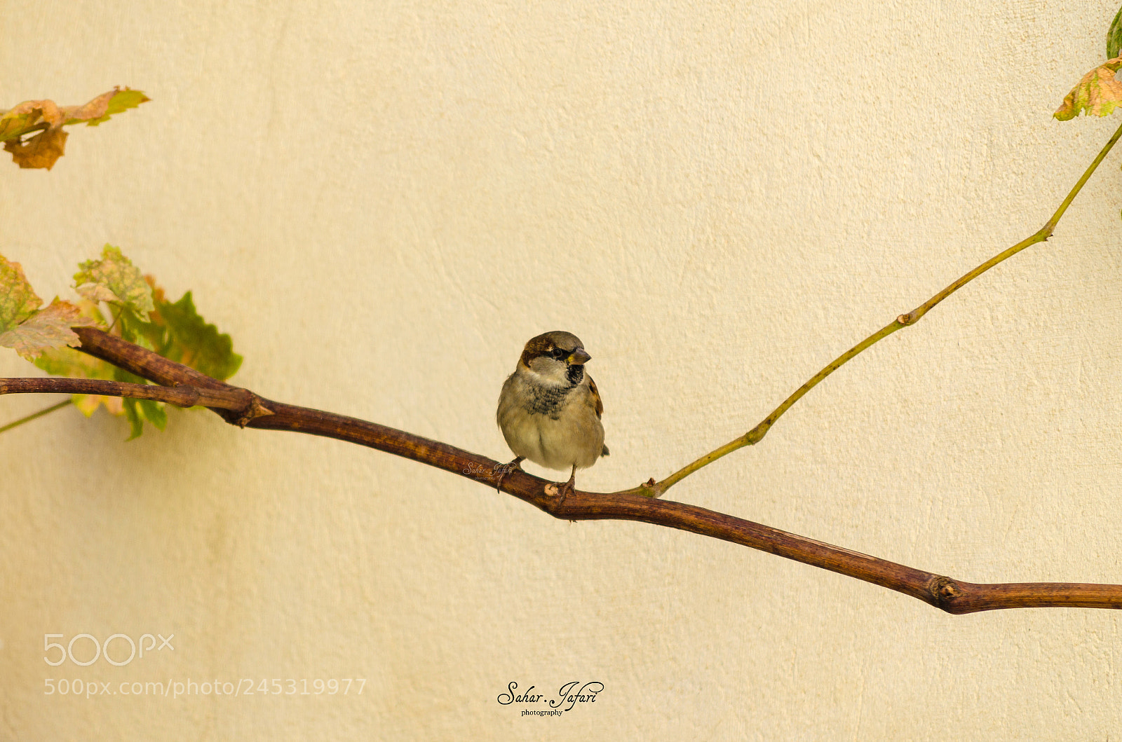 Nikon D5100 sample photo. The bird photography