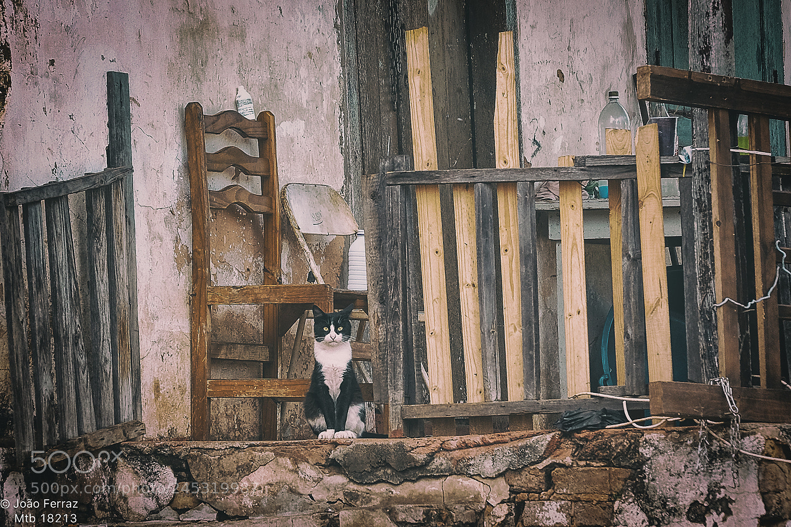 Fujifilm X-T1 sample photo. Uma casa,um gato e photography