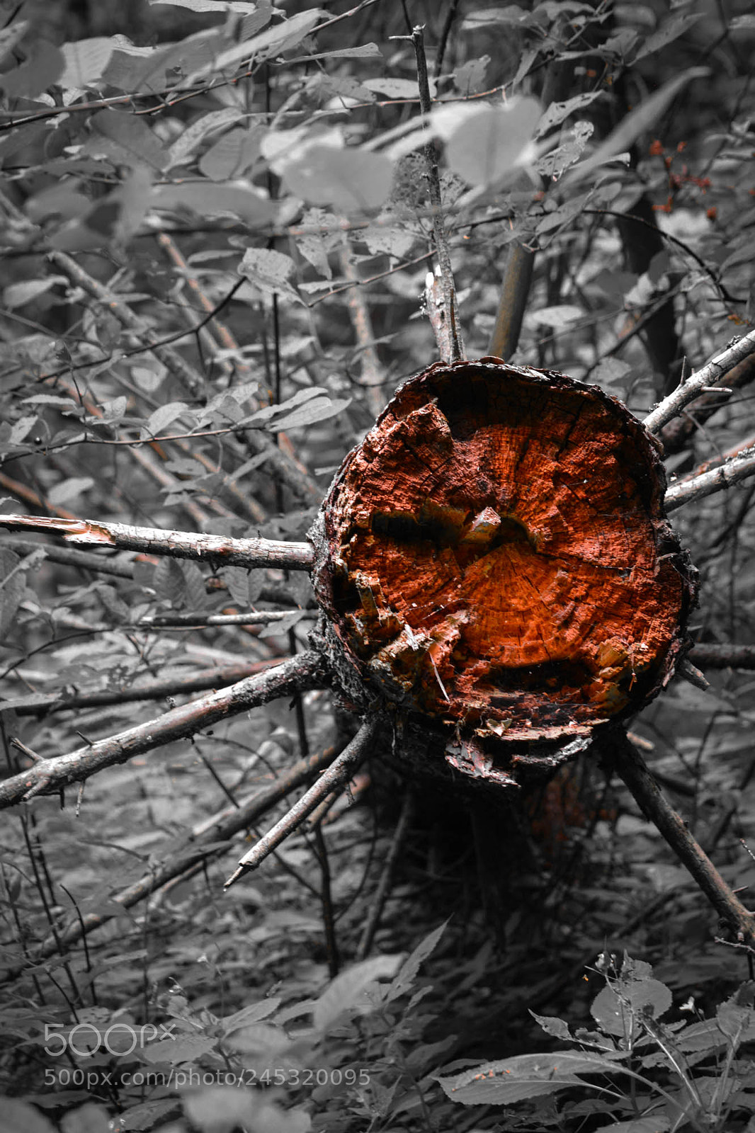 Nikon D5200 sample photo. Red pine in grey photography