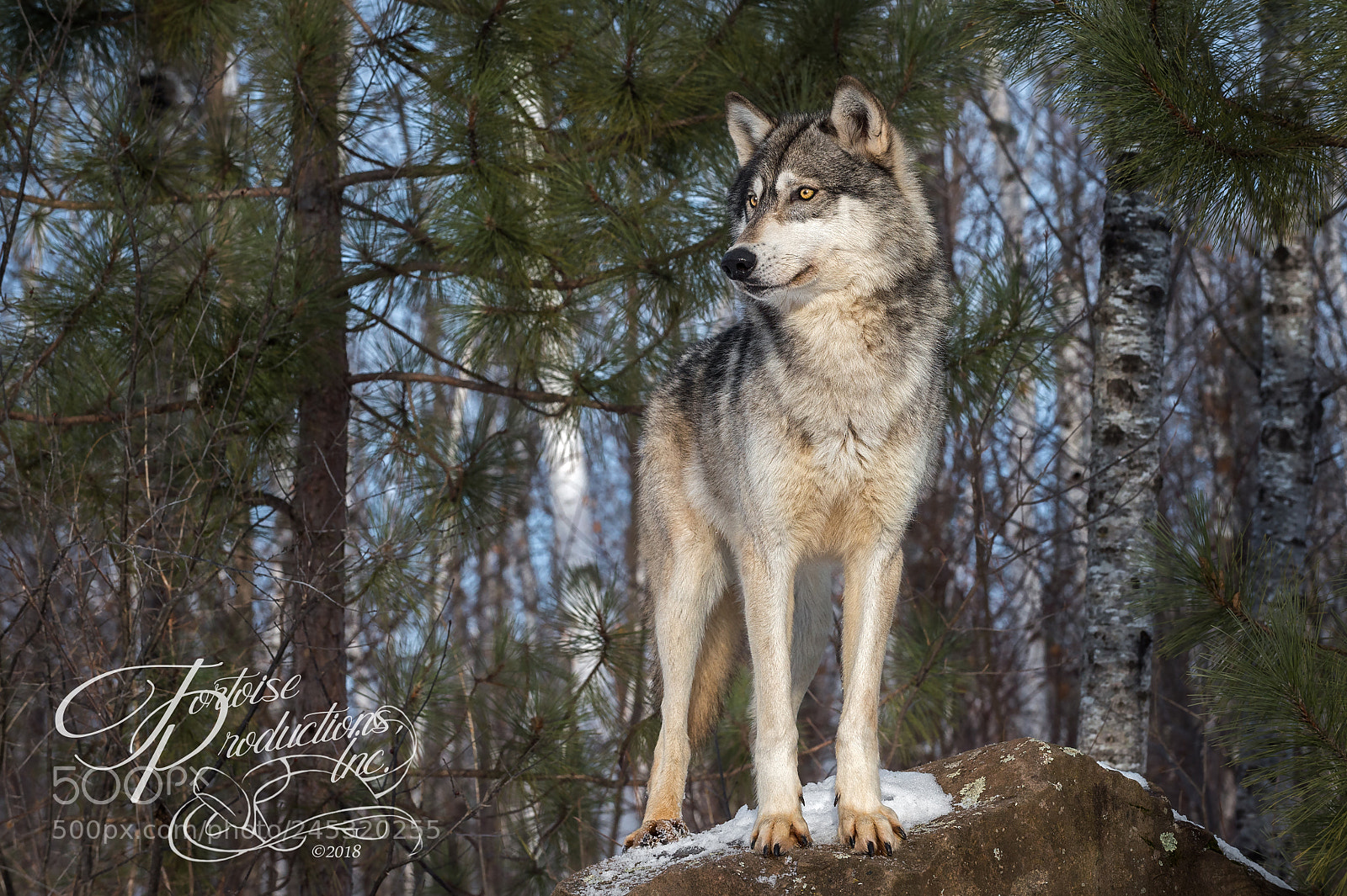 Nikon D4S sample photo. Canis lupus photography