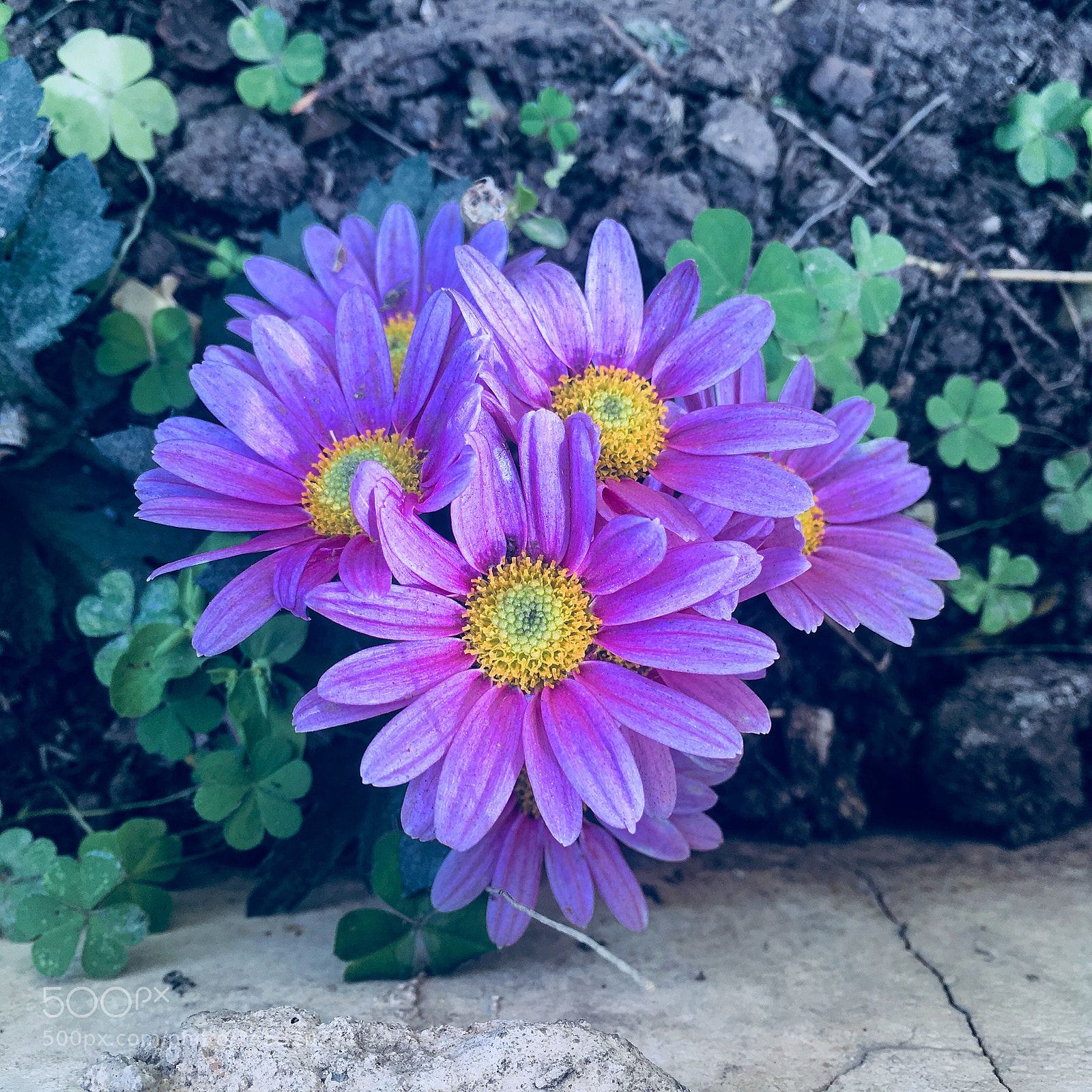Apple iPhone 6s Plus sample photo. Untitled photography