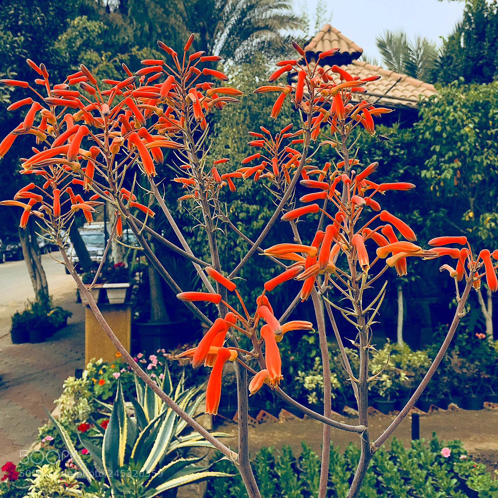 Apple iPhone 6s Plus sample photo. Untitled photography