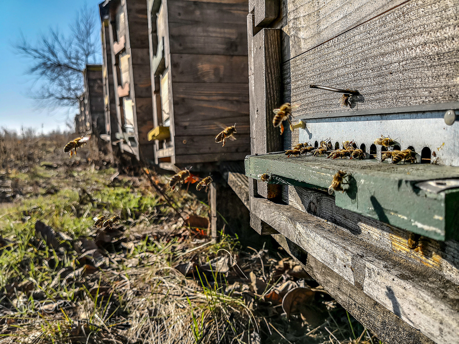 HUAWEI Mate 10 Pro sample photo. Honeybee hive photography