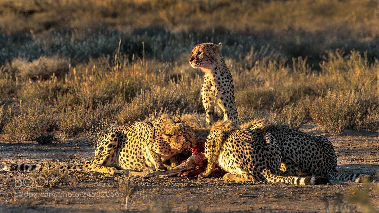 Pentax K-5 II sample photo. Mother cheetah on the photography