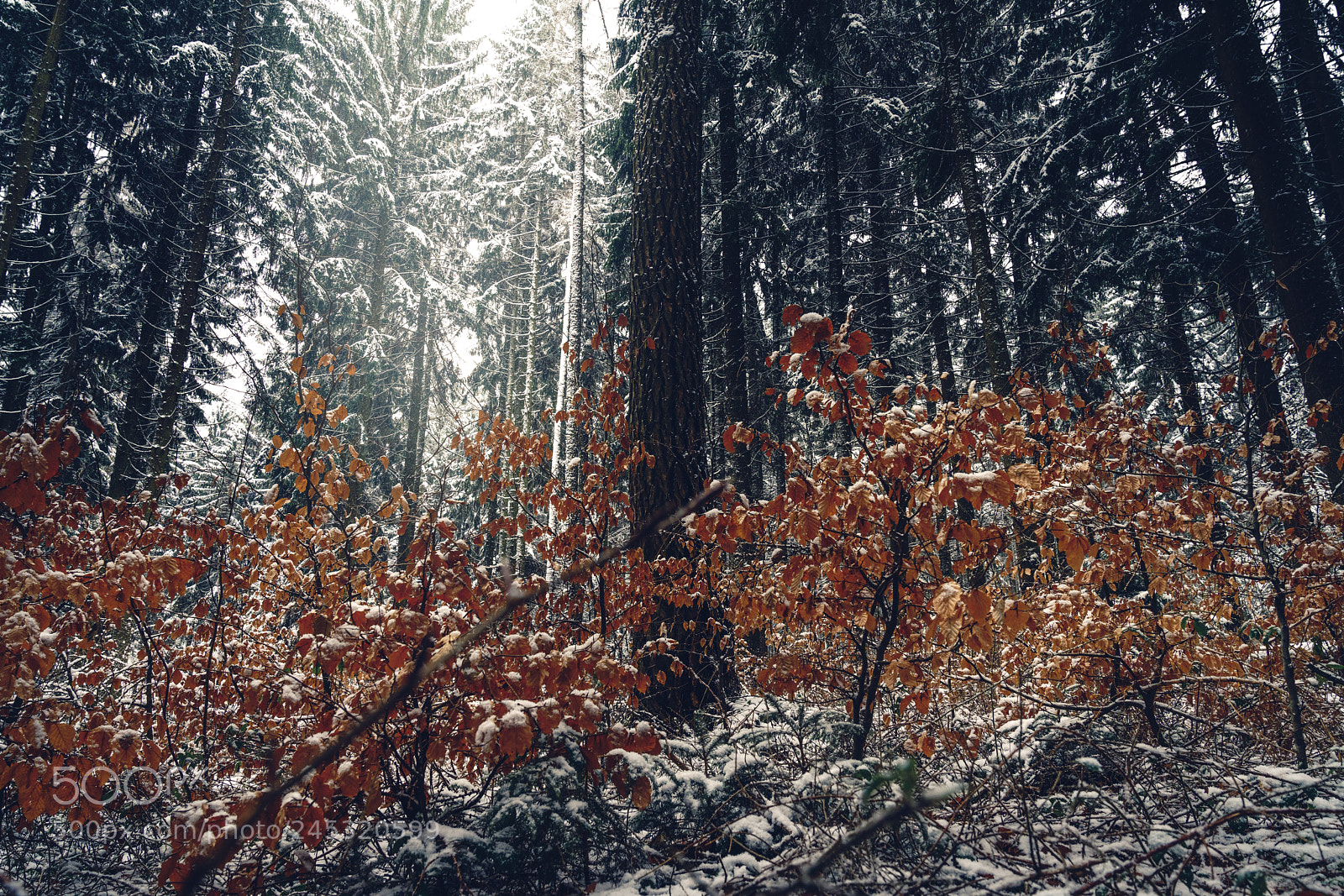 Sony a7R II sample photo. Http://weinheim.photos photography