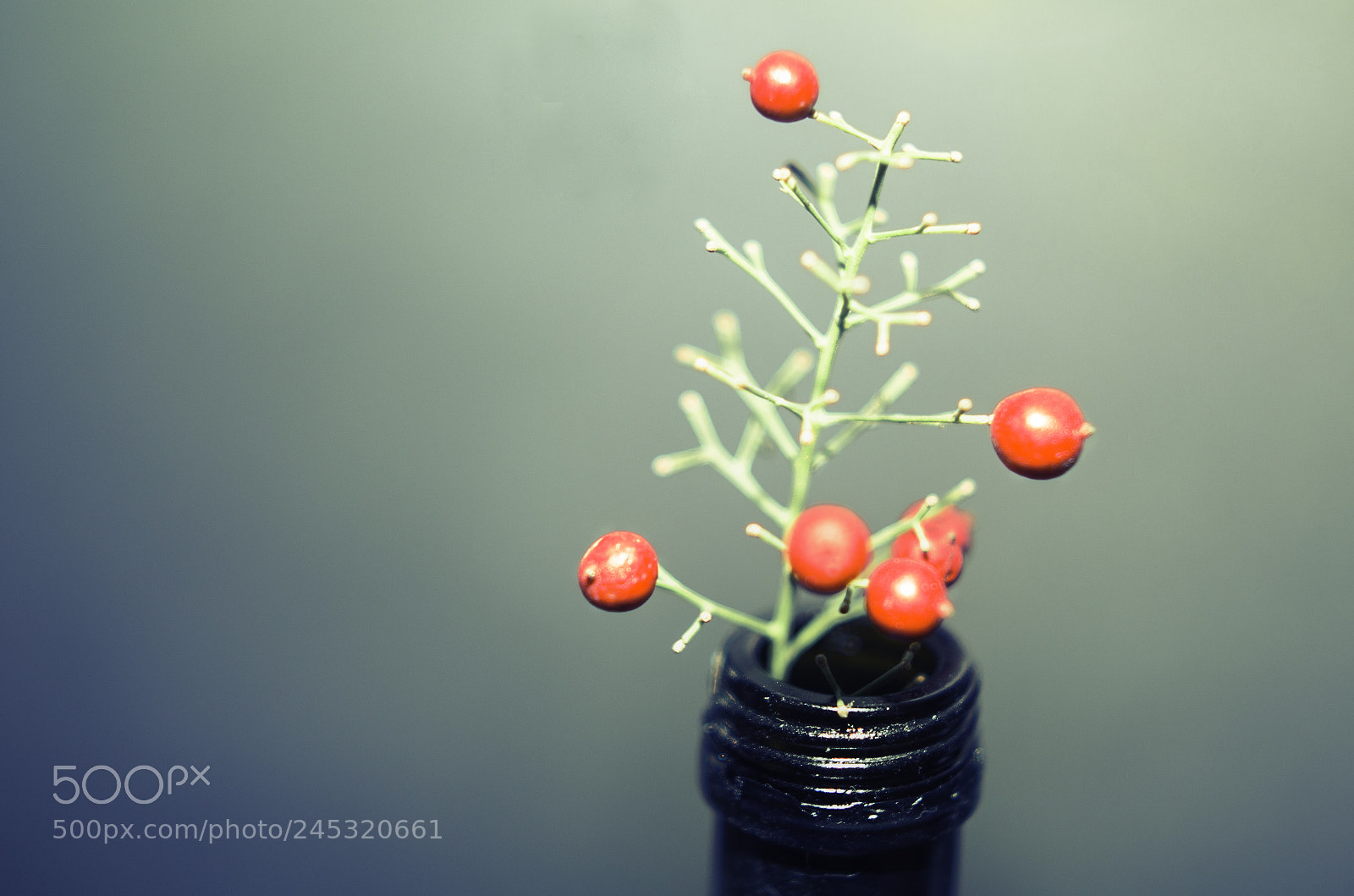 Nikon D5100 sample photo. Delicate life ii photography