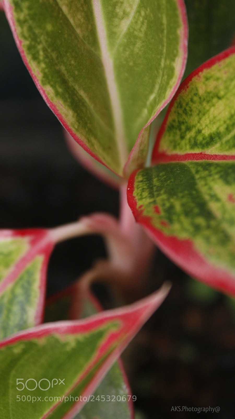 Canon EOS 1300D (EOS Rebel T6 / EOS Kiss X80) sample photo. Leaflets photography