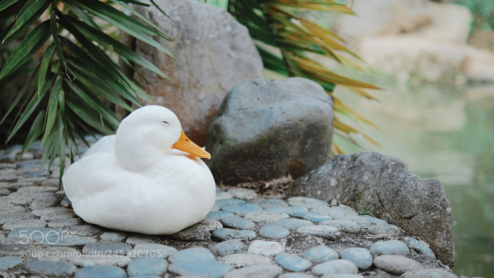 Panasonic Lumix DMC-GX7 sample photo. Bully by the water photography