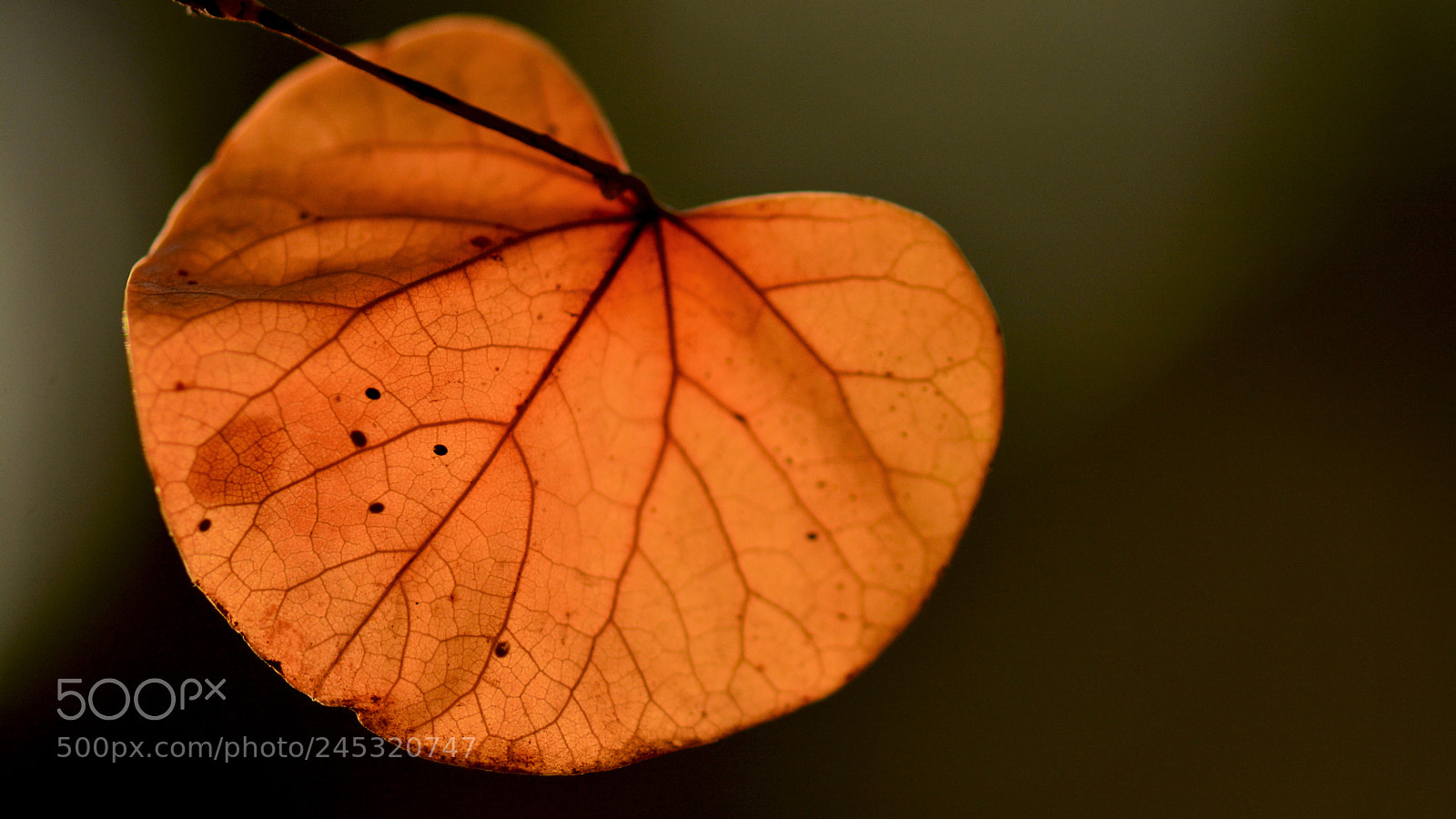 Nikon D7100 sample photo. Das photography