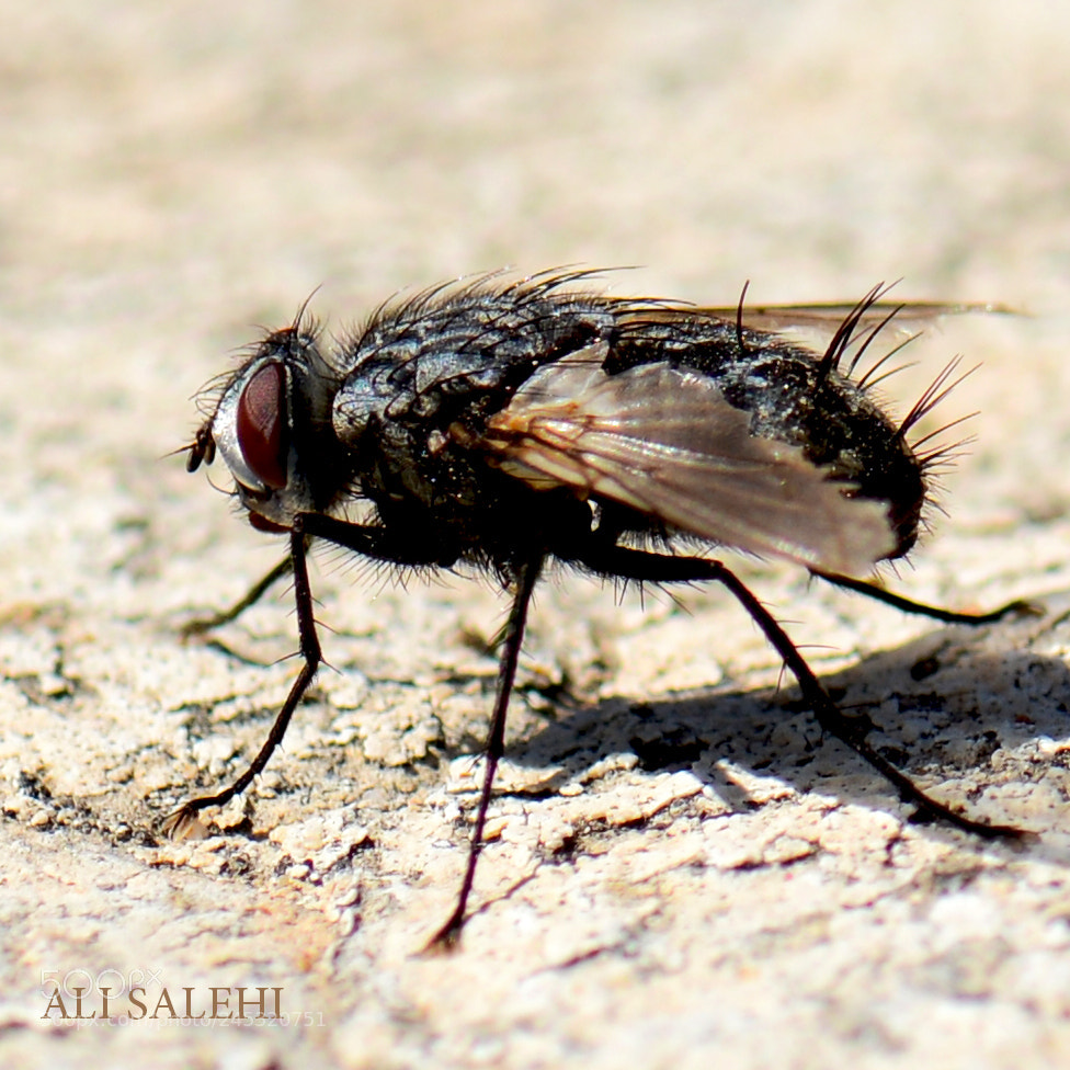 Nikon D7100 sample photo. Das photography
