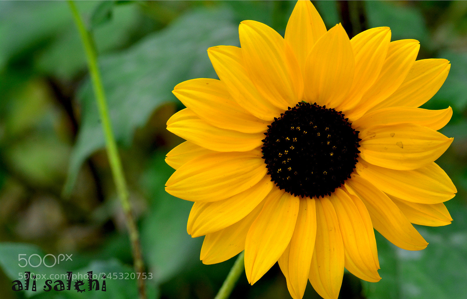 Nikon D7100 sample photo. Das photography