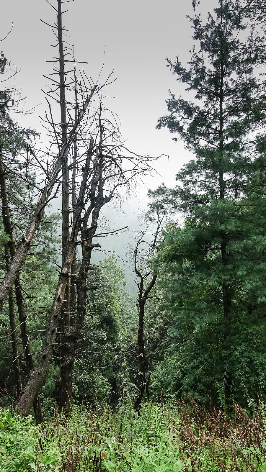 Sony DSC-RX100M5 sample photo. Scenic woodland photography