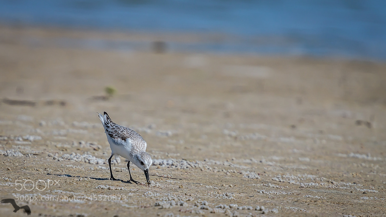 Canon EOS 7D Mark II sample photo. Beach bird photography