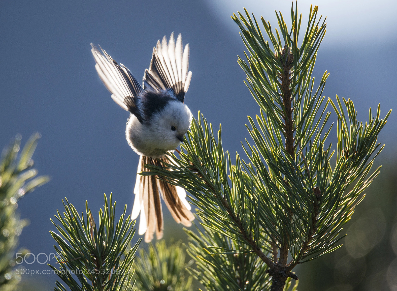 Nikon D800 sample photo. Long-tailed tit - aegithalos photography