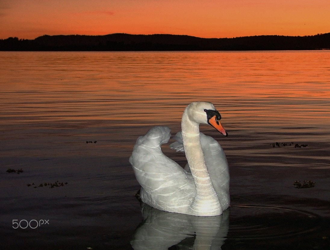 Fujifilm FinePix S5000 sample photo. Flashy swan photography