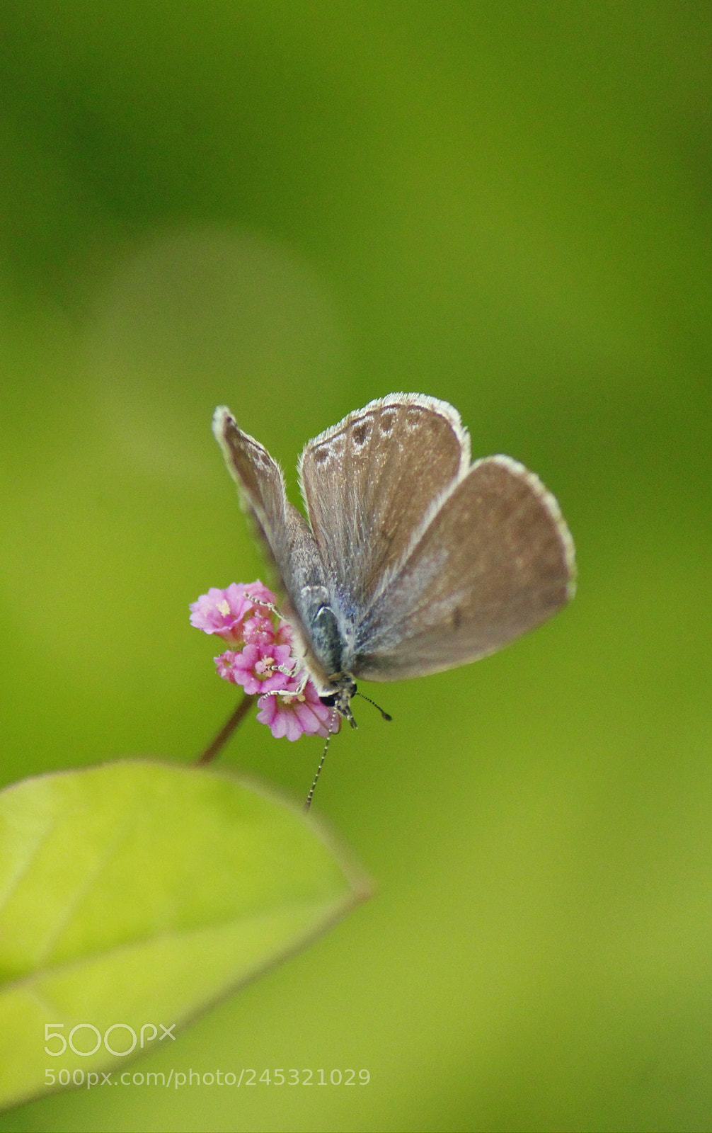 Canon EOS 1300D (EOS Rebel T6 / EOS Kiss X80) sample photo. Butterfly photography