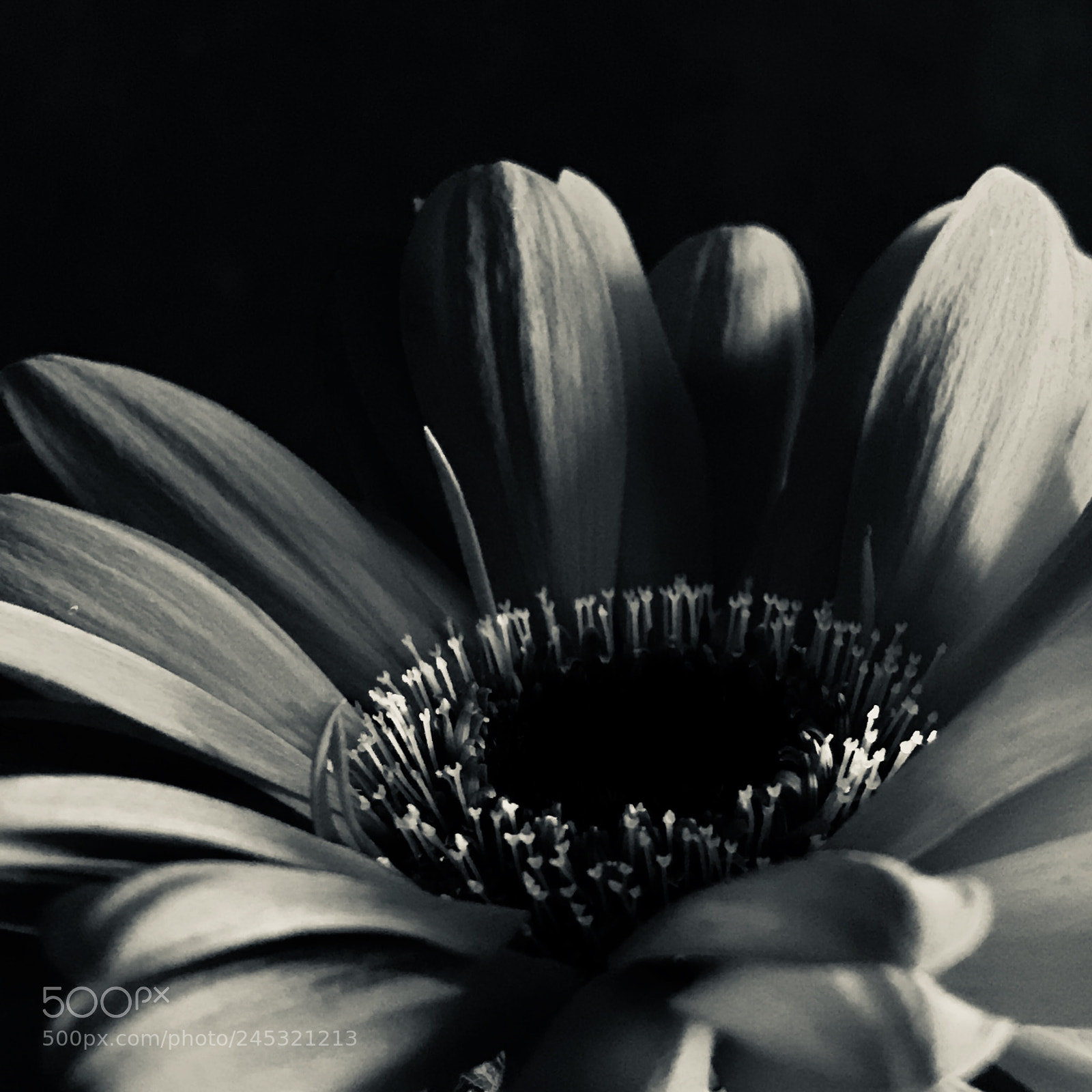 Apple iPhone 7 Plus sample photo. Daisy in black & white photography