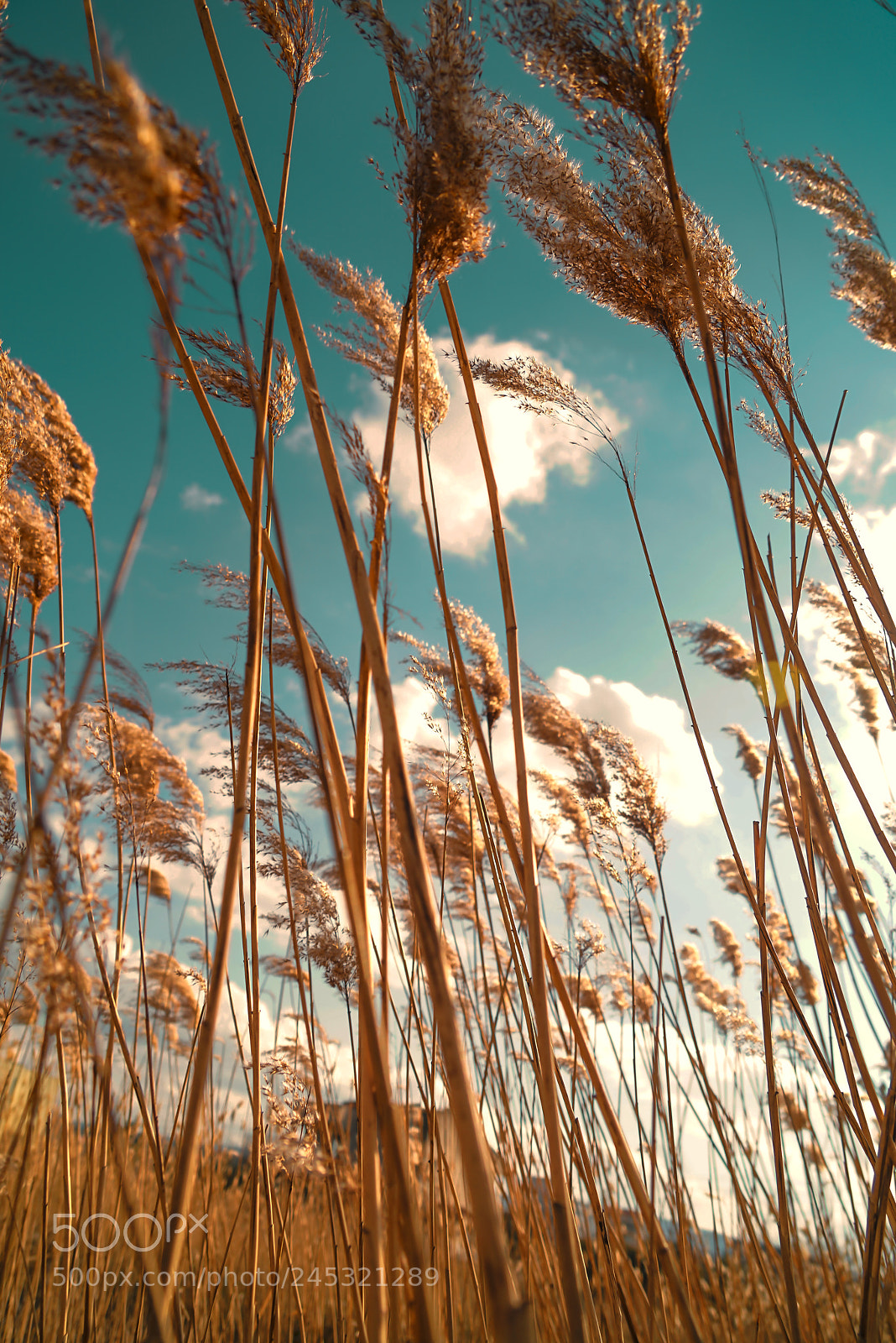Sony a7R II sample photo. Natural world photography