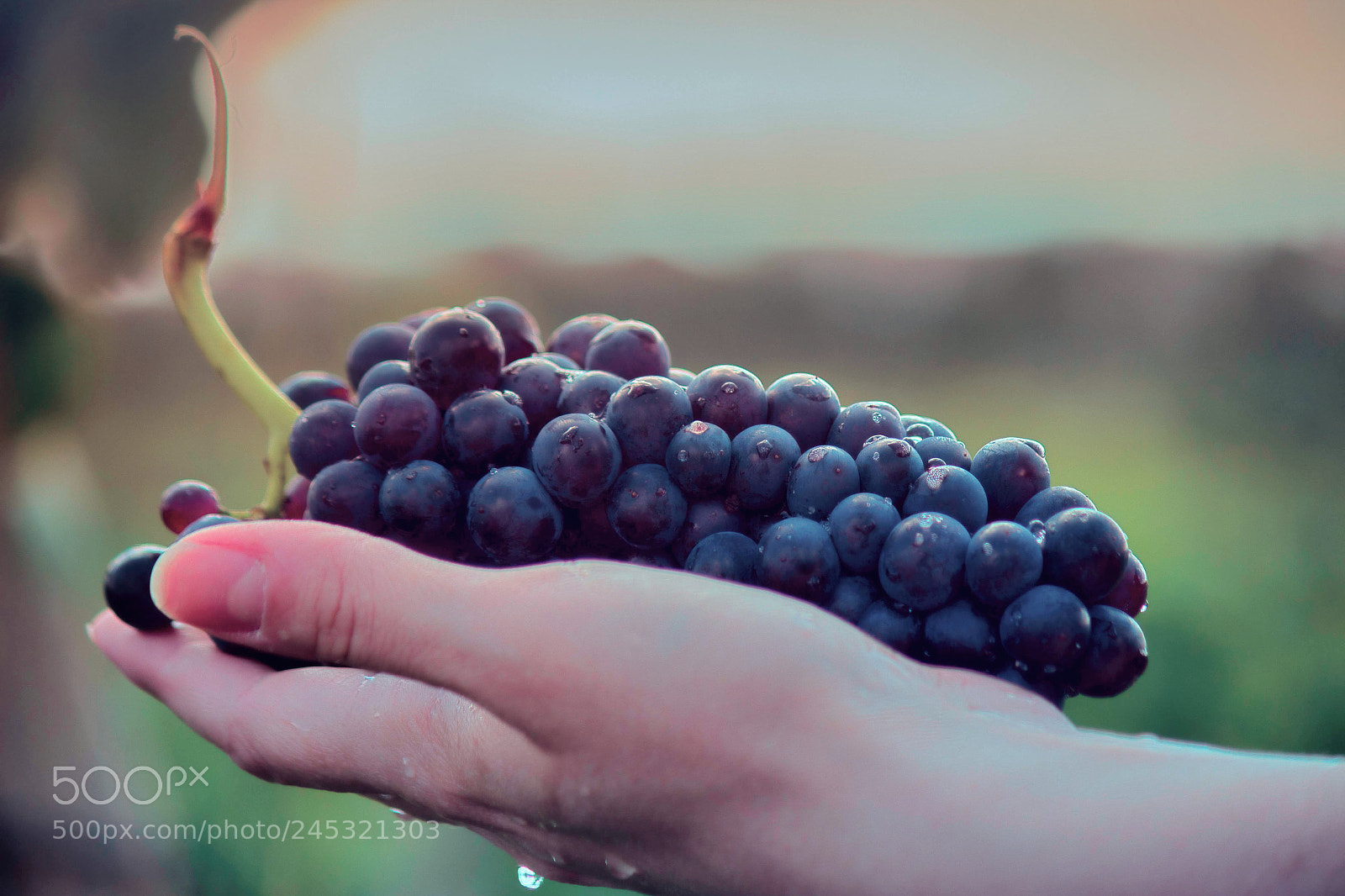 Canon EOS 600D (Rebel EOS T3i / EOS Kiss X5) sample photo. Grape's touch photography