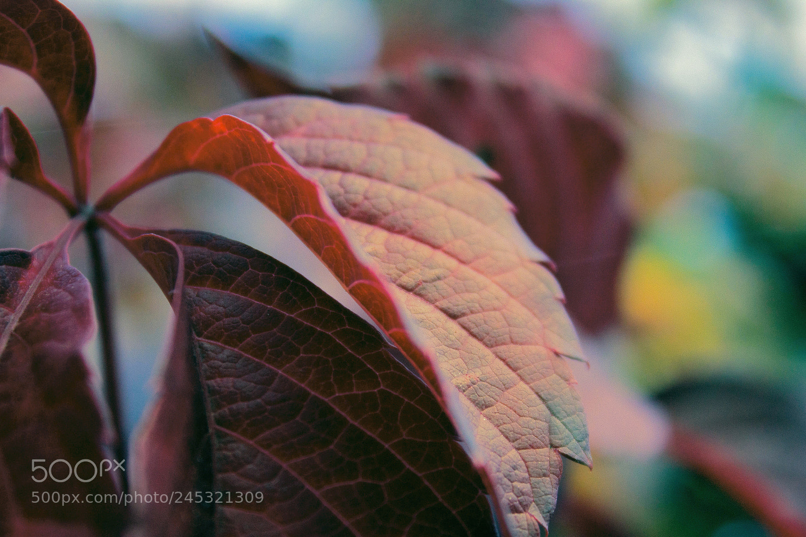 Canon EOS 600D (Rebel EOS T3i / EOS Kiss X5) sample photo. The red leaf photography