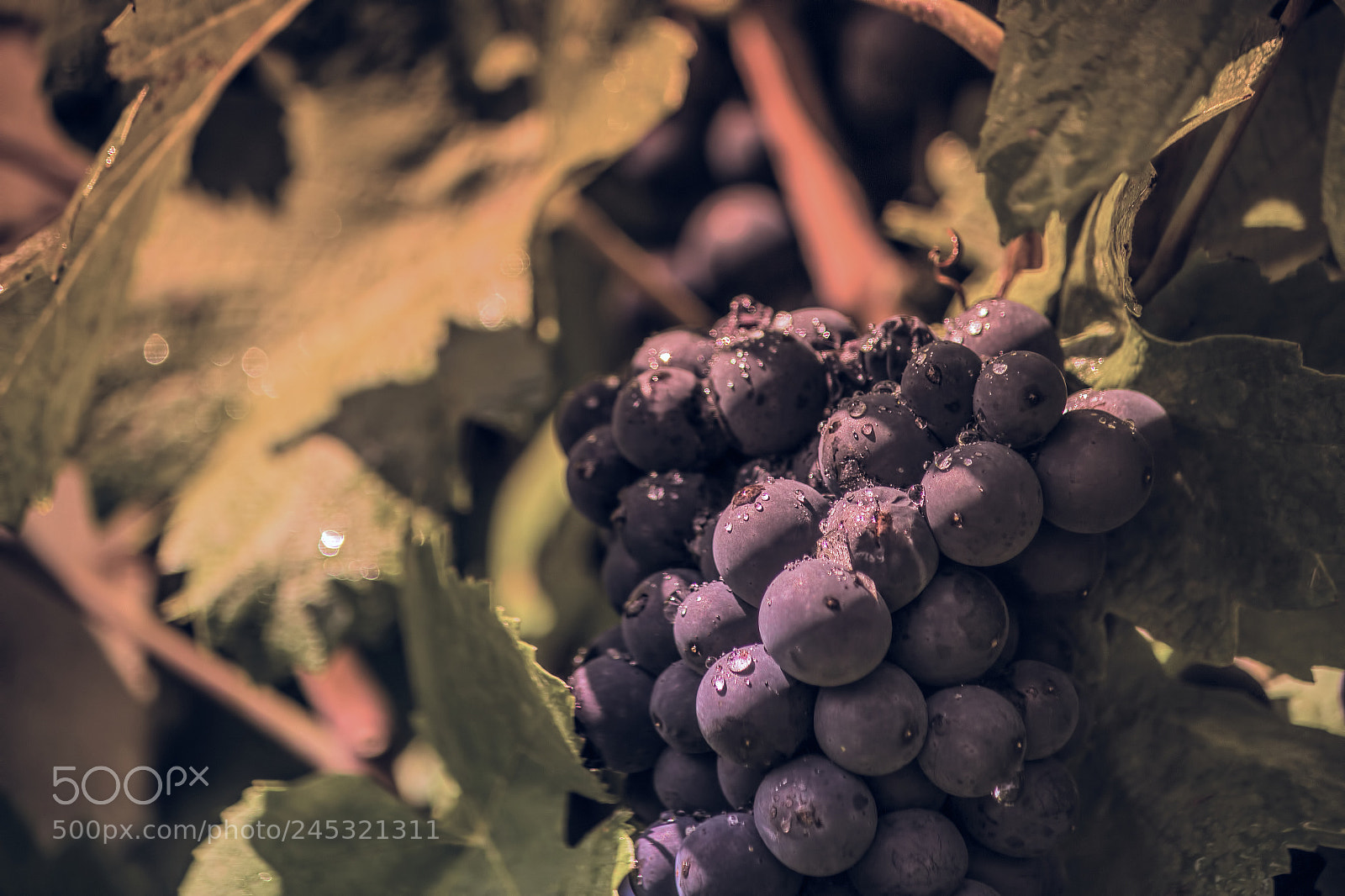 Canon EOS 600D (Rebel EOS T3i / EOS Kiss X5) sample photo. Wine bubbles photography