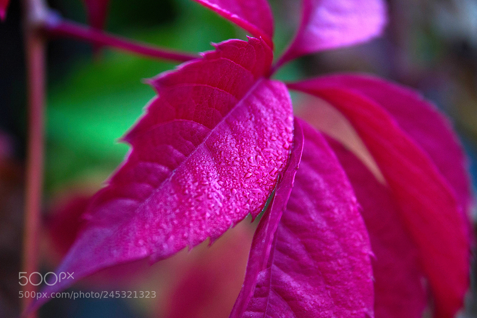 Canon EOS 600D (Rebel EOS T3i / EOS Kiss X5) sample photo. Red purple photography