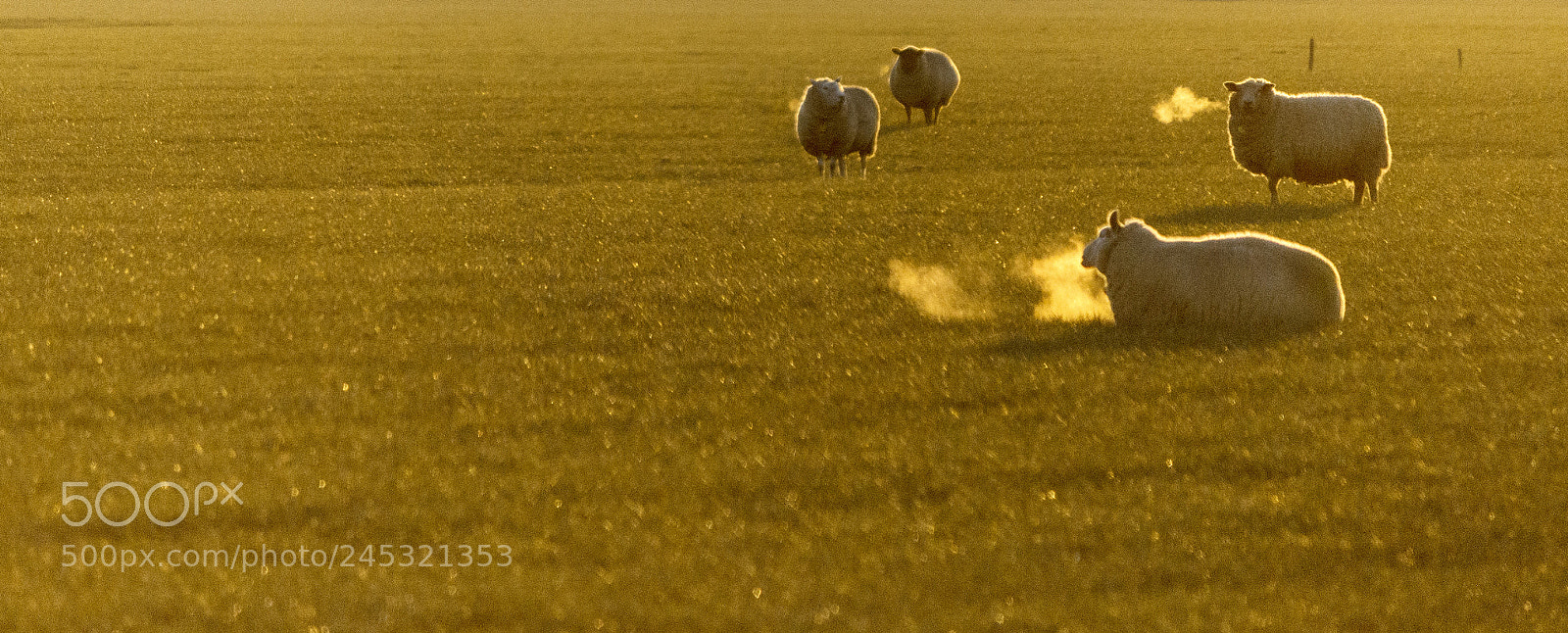 Canon EOS 550D (EOS Rebel T2i / EOS Kiss X4) sample photo. Smoking sheep. photography