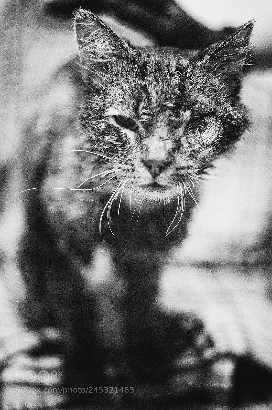 Nikon D300 sample photo. Stray cat photography