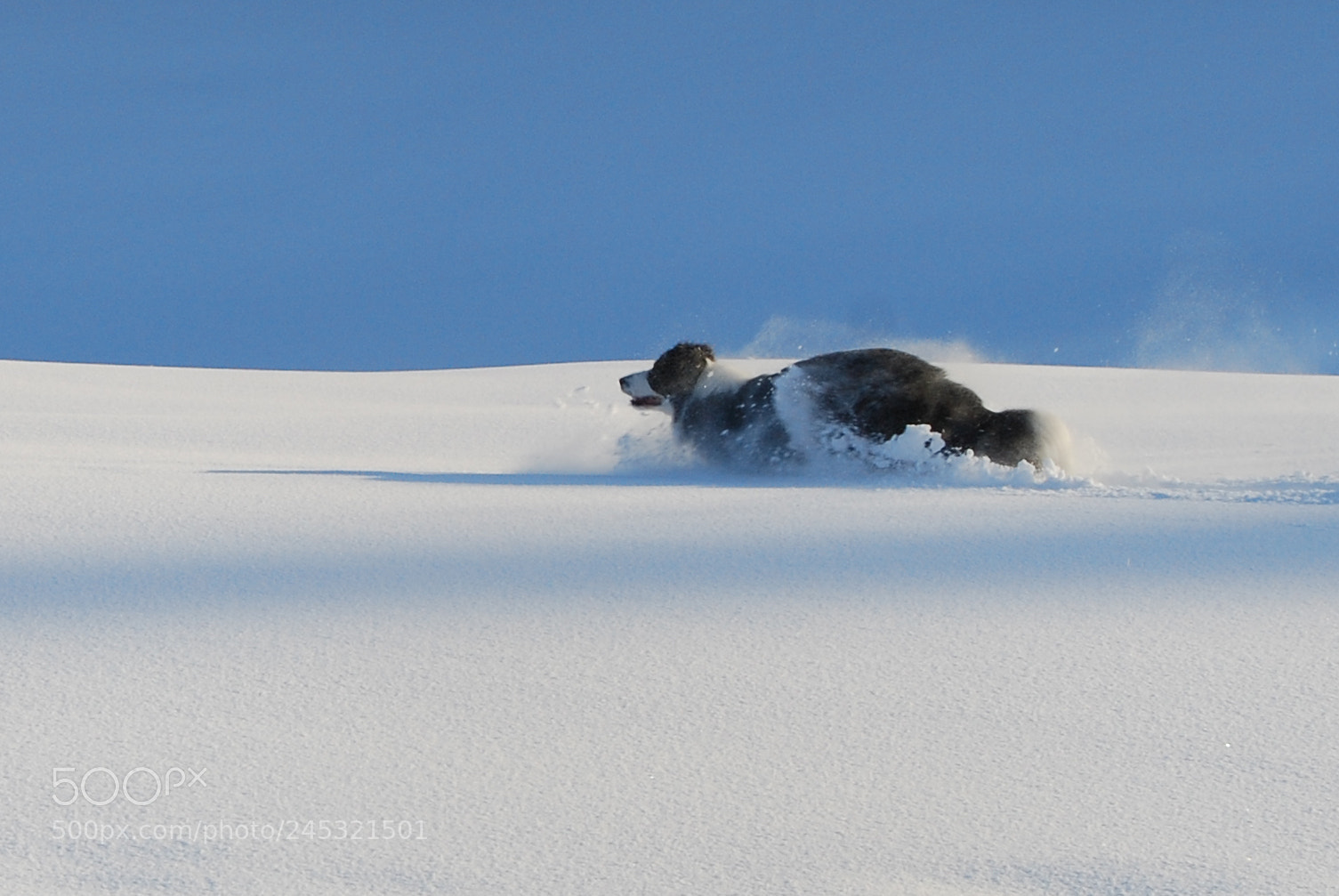 Nikon D80 sample photo. Running dog photography