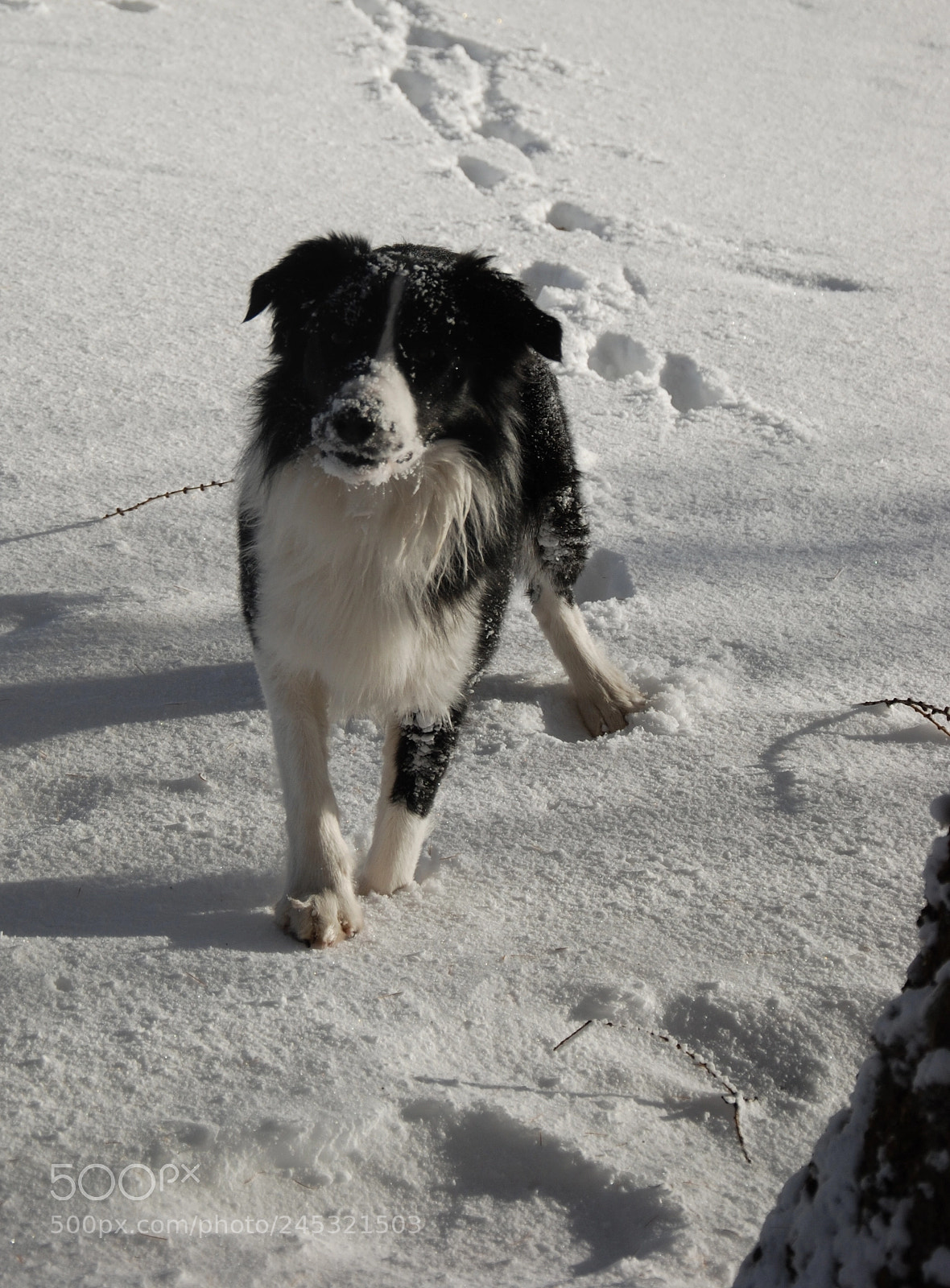 Nikon D80 sample photo. Standing dog photography
