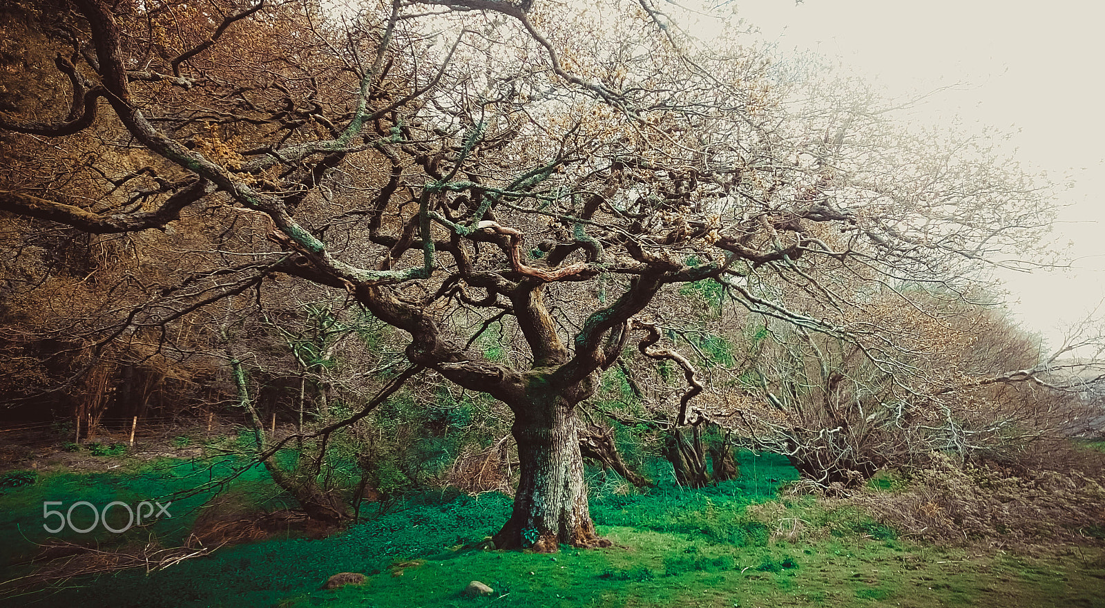 Sony Xperia Z1 Compact sample photo. Tree photography