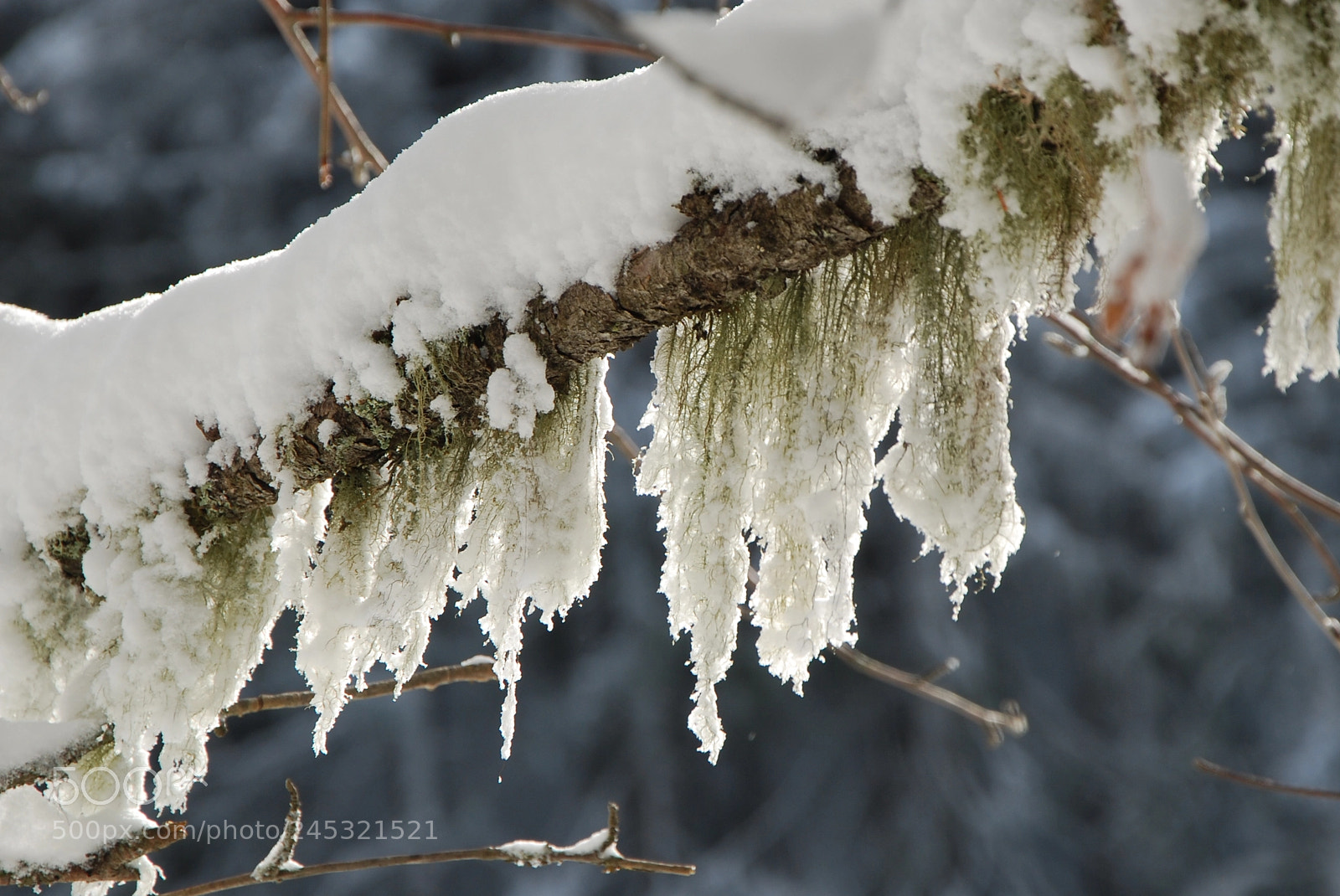 Nikon D80 sample photo. Ramo innevato photography