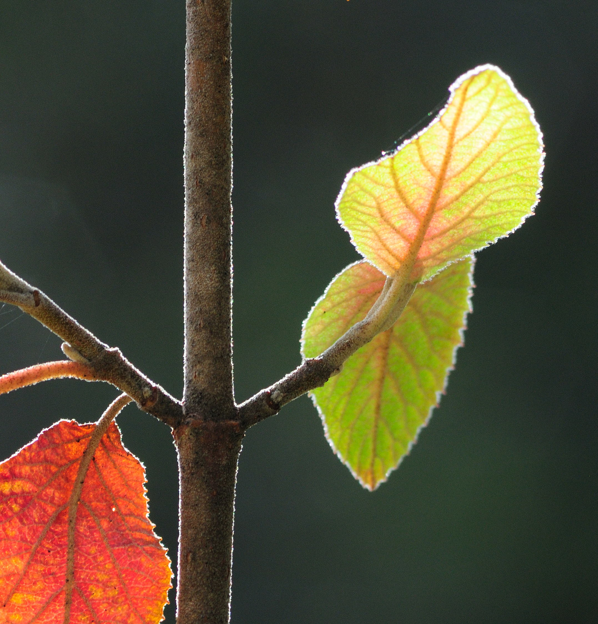 Nikon D300 sample photo. Feuilles soleil photography