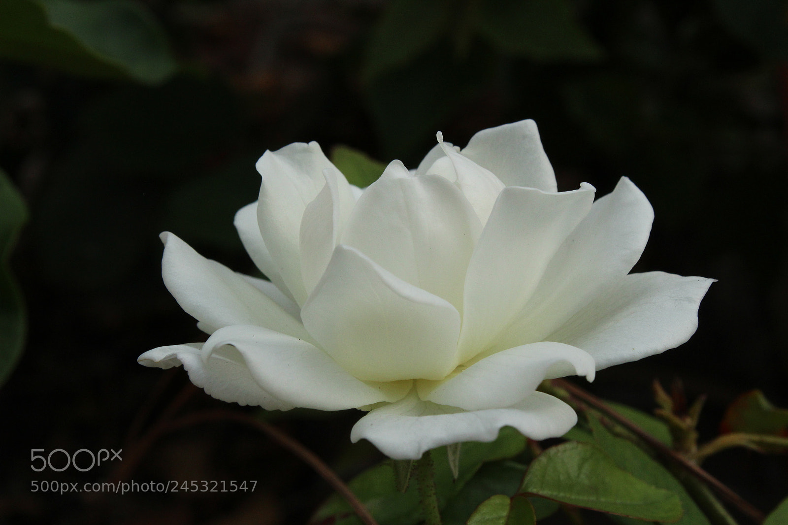 Canon EOS 1300D (EOS Rebel T6 / EOS Kiss X80) sample photo. Rose photography