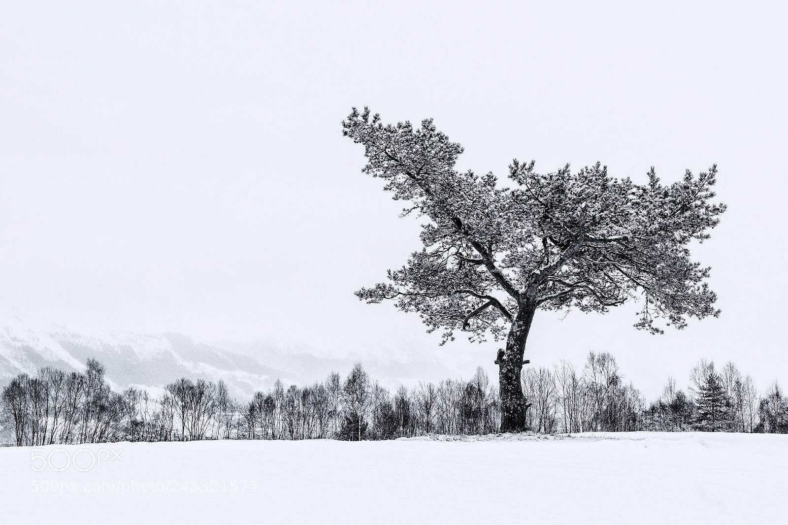 Sony a7 II sample photo. February days photography